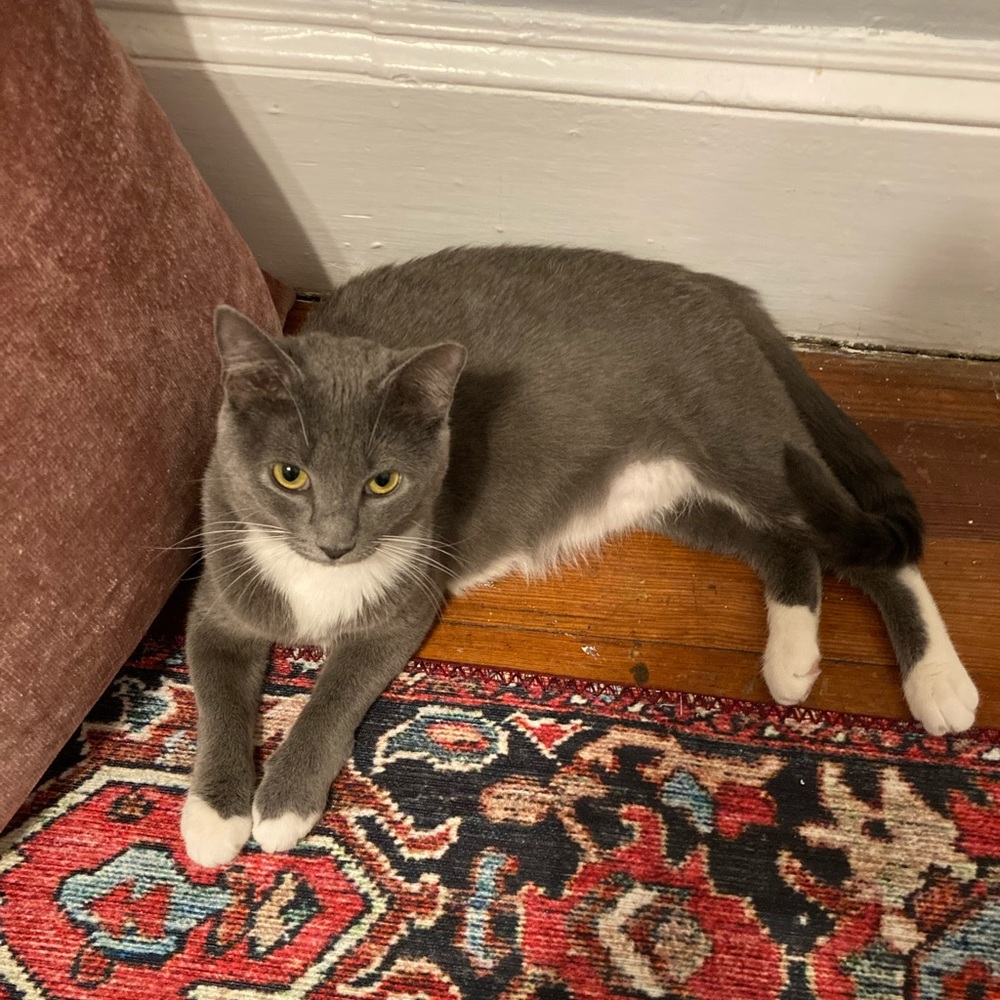 Meet your Posher, Rachel